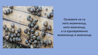 Охлювите не са
нито момиченца,
нито момченца,
а са едновременно
момиченце и момченце.
 