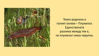 Техен роднина е
голият охлюв – Плужекът.
Единствената
разлика между тях е,
че плужекът няма черупка.
 