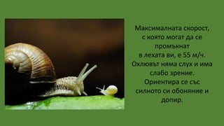 Максималната скорост,
с която могат да се
промъкнат
в лехата ви, е 55 м/ч.
Охлювът няма слух и има
слабо зрение.
Ориентира се със
силното си обоняние и
допир.
 
