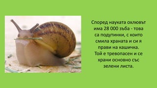 Според науката охлювът
има 28 000 зъба - това
са подутинки, с които
смила храната и си я
прави на кашичка.
Той е тревопасен и се
храни основно със
зелени листа.
 