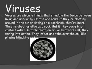 VirusesViruses are strange things that straddle the fence between
living and non-living. On the one hand, if they're floating
around in the air or sitting on a doorknob, they're inert.
They're about as alive as a rock. But if they come into
contact with a suitable plant, animal or bacterial cell, they
spring into action. They infect and take over the cell like
pirates hijacking a ship.
 