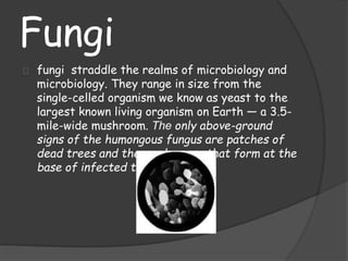 Fungi
fungi straddle the realms of microbiology and
microbiology. They range in size from the
single-celled organism we know as yeast to the
largest known living organism on Earth — a 3.5-
mile-wide mushroom. The only above-ground
signs of the humongous fungus are patches of
dead trees and the mushrooms that form at the
base of infected trees.
 