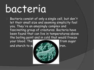 bacteria
Bacteria consist of only a single cell, but don't
let their small size and seeming simplicity fool
you. They're an amazingly complex and
fascinating group of creatures. Bacteria have
been found that can live in temperatures above
the boiling point and in cold that would freeze
your blood. They "eat" everything from sugar
and starch to sunlight, sulfur and iron.
 
