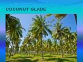 COCONUT GLADE
 