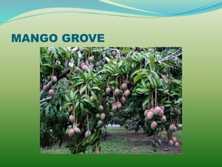 MANGO GROVE
 