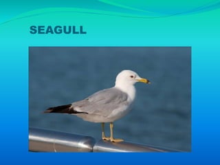 SEAGULL
 