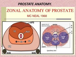 PROSTATE ANATOMY.
 