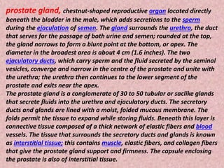 prostate gland, chestnut-shaped reproductive organ located directly
beneath the bladder in the male, which adds secretions to the sperm
during the ejaculation of semen. The gland surrounds the urethra, the duct
that serves for the passage of both urine and semen; rounded at the top,
the gland narrows to form a blunt point at the bottom, or apex. The
diameter in the broadest area is about 4 cm (1.6 inches). The two
ejaculatory ducts, which carry sperm and the fluid secreted by the seminal
vesicles, converge and narrow in the centre of the prostate and unite with
the urethra; the urethra then continues to the lower segment of the
prostate and exits near the apex.
The prostate gland is a conglomerate of 30 to 50 tubular or saclike glands
that secrete fluids into the urethra and ejaculatory ducts. The secretory
ducts and glands are lined with a moist, folded mucous membrane. The
folds permit the tissue to expand while storing fluids. Beneath this layer is
connective tissue composed of a thick network of elastic fibers and blood
vessels. The tissue that surrounds the secretory ducts and glands is known
as interstitial tissue; this contains muscle, elastic fibers, and collagen fibers
that give the prostate gland support and firmness. The capsule enclosing
the prostate is also of interstitial tissue.
 