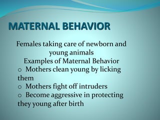 MATERNAL BEHAVIOR 
Females taking care of newborn and 
young animals 
Examples of Maternal Behavior 
o Mothers clean young by licking 
them 
o Mothers fight off intruders 
o Become aggressive in protecting 
they young after birth 
 