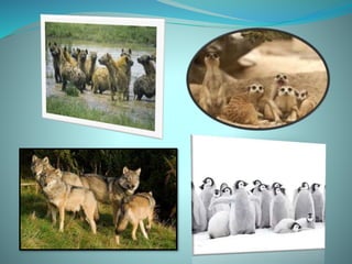 animal behavior | PPTX