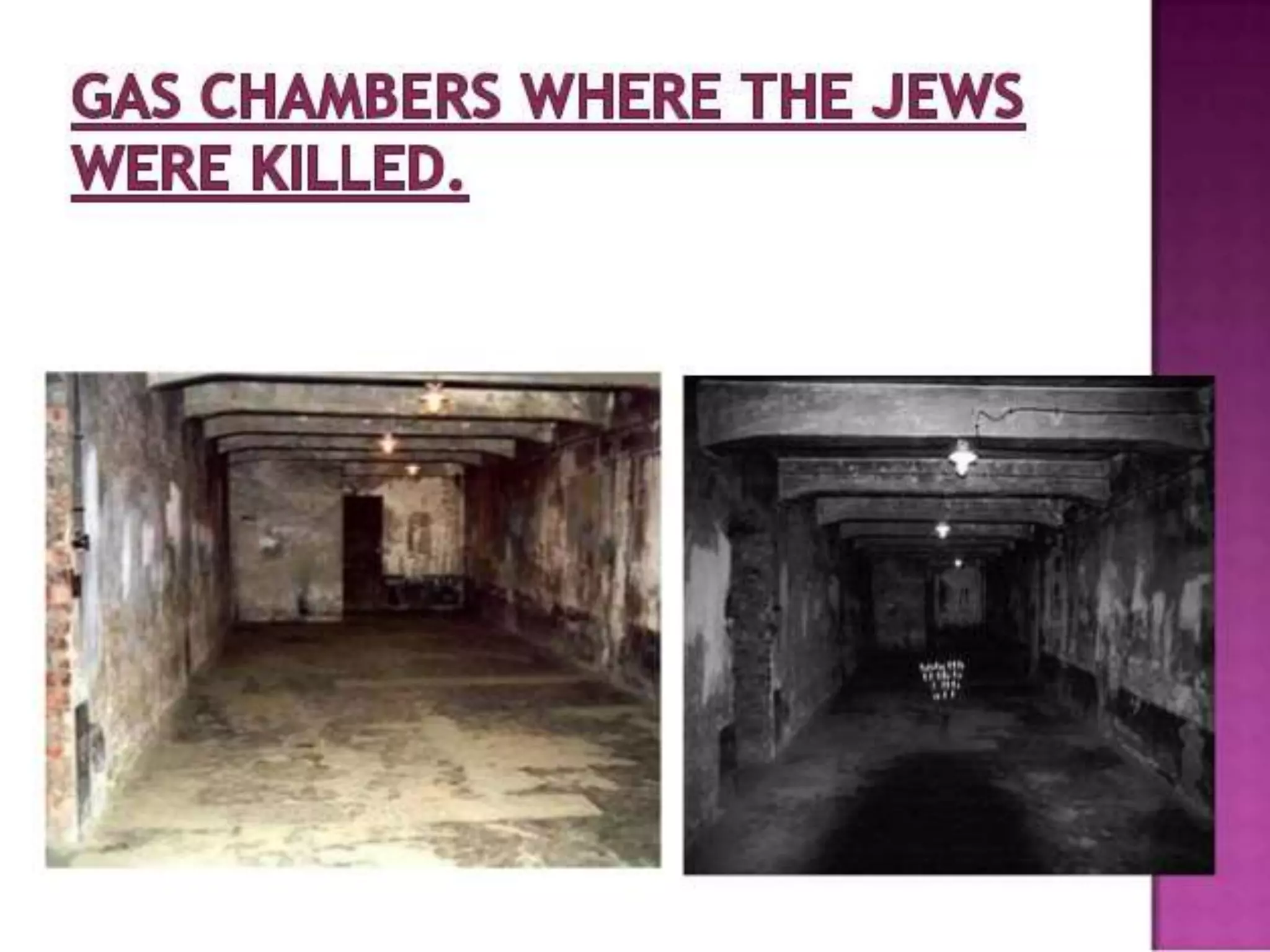 nazism and the rise of hitler