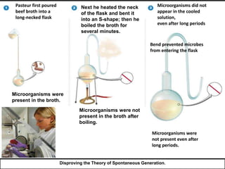 Pasteur first poured 
beef broth into a 
long-necked flask 
Next he heated the neck 
of the flask and bent it 
into an S-shape; then he 
boiled the broth for 
several minutes. 
Microorganisms did not 
appear in the cooled 
solution, 
even after long periods 
Microorganisms were 
present in the broth. 
Microorganisms were not 
present in the broth after 
boiling. 
Bend prevented microbes 
from entering the flask 
Microorganisms were 
not present even after 
long periods. 
Disproving the Theory of Spontaneous Generation. 
 