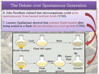 The Debate over Spontaneous Generation 
6. John Needham claimed that microorganisms could arise 
spontaneously from heated nutrient broth (1745). 
7. Lazzaro Spallanzani showed that nutrient fluids heated after 
being sealed in a flask did not develop microbial growth (1765). 
 