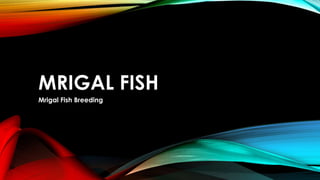 MRIGAL FISH 
Mrigal Fish Breeding 
 