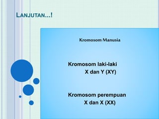 LANJUTAN...! 
Kromosom Manusia 
Kromosom laki-laki 
X dan Y (XY) 
Kromosom perempuan 
X dan X (XX) 
 