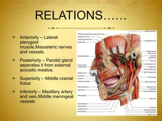 RELATIONS…… 
 Anteriorly – Lateral 
pterygoid 
muscle,Masseteric nerves 
and vessels. 
 Posteriorly – Parotid gland 
seperates it from external 
acoustic meatus. 
 Superiorly – Middle cranial 
fossa 
 Inferiorly – Maxillary artery 
and vein,Middle meningeal 
vessels 
 