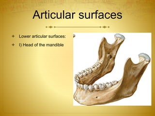 Articular surfaces 
 Lower articular surfaces: 
 I) Head of the mandible 
 