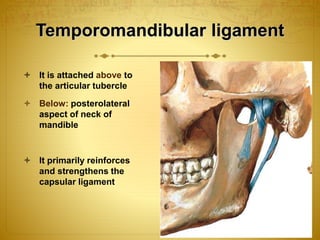 Temporomandibular ligament 
 It is attached above to 
the articular tubercle 
 Below: posterolateral 
aspect of neck of 
mandible 
 It primarily reinforces 
and strengthens the 
capsular ligament 
 