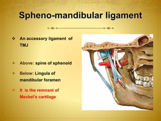 Spheno-mandibular ligament 
 An accessory ligament of 
TMJ 
 Above: spine of sphenoid 
 Below: Lingula of 
mandibular foramen 
 It is the remnant of 
Meckel’s cartilage 
 