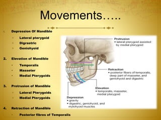 Movements….. 
1. Depression Of Mandible 
 Lateral pterygoid 
 Digrastric 
 Geniohyoid 
2. Elevation of Mandible 
 Temporalis 
 Masseter 
 Medial Pterygoids 
3. Protrusion of Mandible 
 Lateral Pterygoids 
 Medial Pterygoids 
4. Retraction of Mandible 
 Posterior fibres of Temporalis 
 