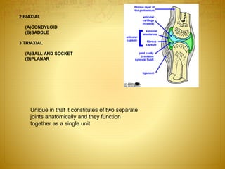 2.BIAXIAL 
(A)CONDYLOID 
(B)SADDLE 
3.TRIAXIAL 
(A)BALL AND SOCKET 
(B)PLANAR 
Unique in that it constitutes of two separate 
joints anatomically and they function 
together as a single unit 
 