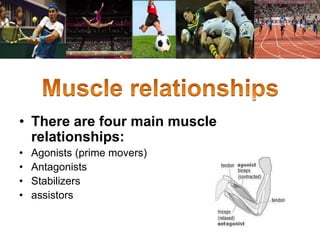 • There are four main muscle 
relationships: 
• Agonists (prime movers) 
• Antagonists 
• Stabilizers 
• assistors 
 