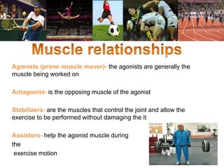 Agonists (prime muscle mover)- the agonists are generally the 
muscle being worked on 
Antagonist- is the opposing muscle of the agonist 
Stabilizers- are the muscles that control the joint and allow the 
exercise to be performed without damaging the it 
Assistors- help the agonist muscle during 
the 
exercise motion 
 