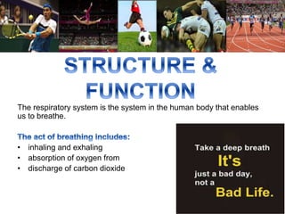 The respiratory system is the system in the human body that enables 
us to breathe. 
• inhaling and exhaling 
• absorption of oxygen from 
• discharge of carbon dioxide 
 