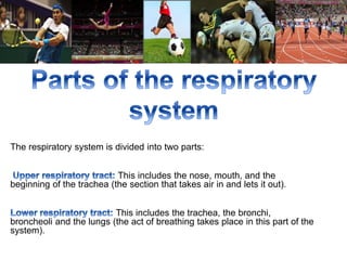 The respiratory system is divided into two parts: 
This includes the nose, mouth, and the 
beginning of the trachea (the section that takes air in and lets it out). 
This includes the trachea, the bronchi, 
broncheoli and the lungs (the act of breathing takes place in this part of the 
system). 
 