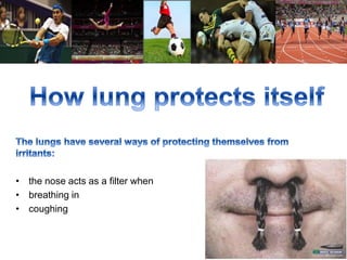 • the nose acts as a filter when 
• breathing in 
• coughing 
 