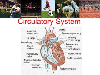 Circulatory System 
 