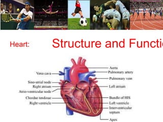 Heart: Structure and Function 
 