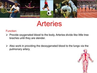 Arteries 
Function: 
 Provide oxygenated blood to the body. Arteries divide like little tree 
braches until they are slender. 
 Also work in providing the deoxygenated blood to the lungs via the 
pulmonary artery. 
 
