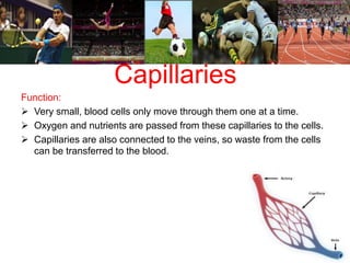 Capillaries 
Function: 
 Very small, blood cells only move through them one at a time. 
 Oxygen and nutrients are passed from these capillaries to the cells. 
 Capillaries are also connected to the veins, so waste from the cells 
can be transferred to the blood. 
 