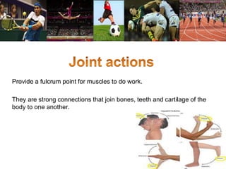 Provide a fulcrum point for muscles to do work. 
They are strong connections that join bones, teeth and cartilage of the 
body to one another. 
 