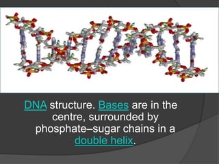 DNA structure. Bases are in the
centre, surrounded by
phosphate–sugar chains in a
double helix.
 