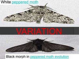 VARIATION
White peppered moth
Black morph in peppered moth evolution
 