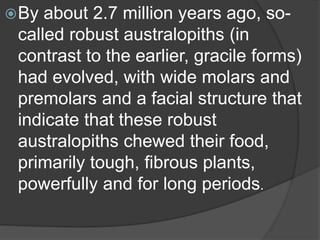 By about 2.7 million years ago, so-
called robust australopiths (in
contrast to the earlier, gracile forms)
had evolved, with wide molars and
premolars and a facial structure that
indicate that these robust
australopiths chewed their food,
primarily tough, fibrous plants,
powerfully and for long periods.
 