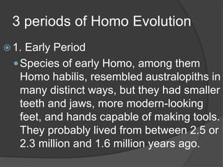 3 periods of Homo Evolution
 1. Early Period
Species of early Homo, among them
Homo habilis, resembled australopiths in
many distinct ways, but they had smaller
teeth and jaws, more modern-looking
feet, and hands capable of making tools.
They probably lived from between 2.5 or
2.3 million and 1.6 million years ago.
 