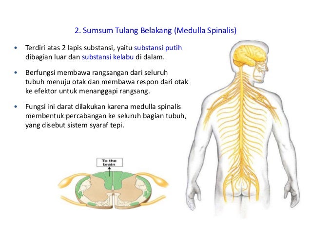 sistem saraf