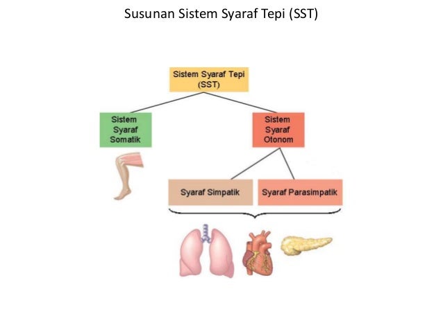 sistem saraf