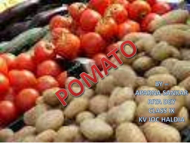 pomato plant