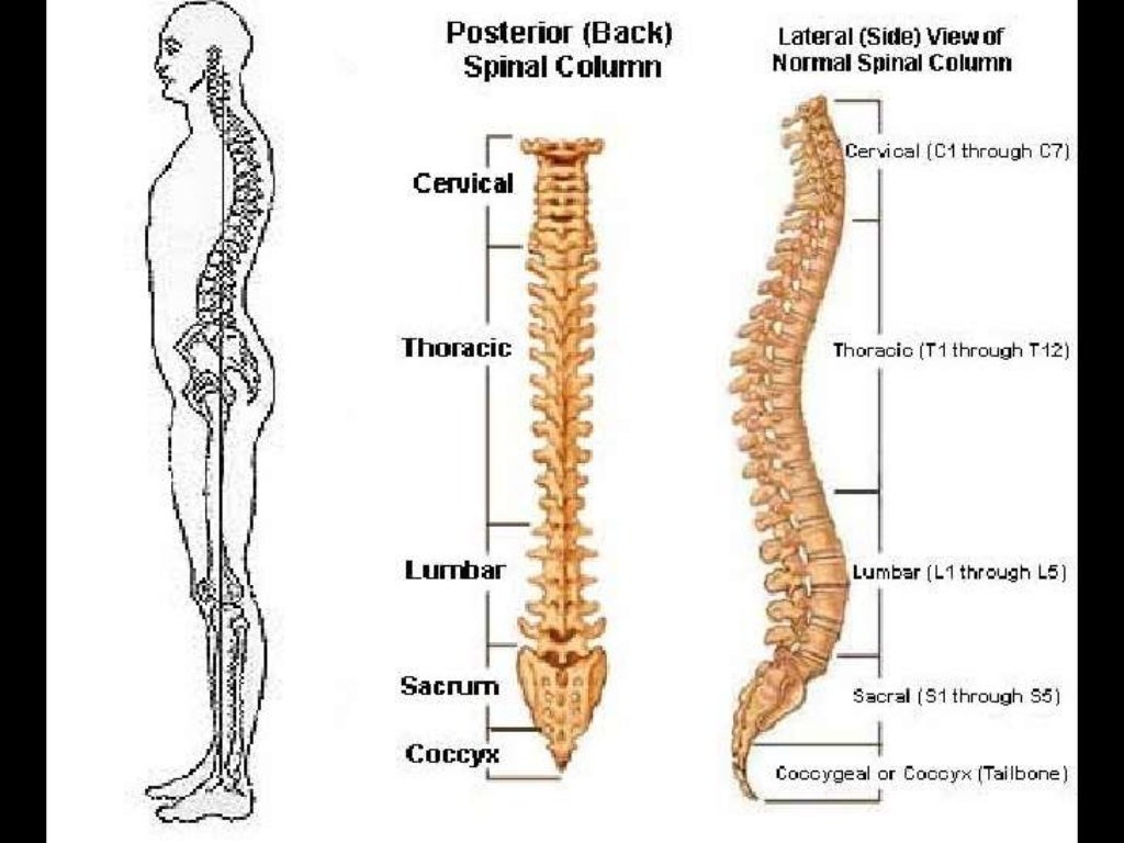 Presentation1.pptx, normal spinal anatomy.
