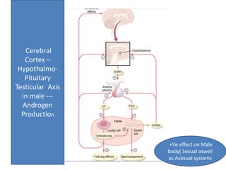 Cerebral 
Cortex – 
Hypothalmo- 
Pituitary 
Testicular Axis 
in male --- 
Androgen 
Production 
+Ve effect on Male 
body( Sexual aswell 
as Asexual systems 
 