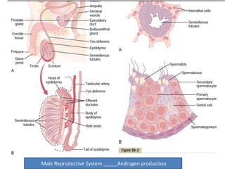 Male Reproductive System _____Androgen production 
 