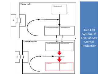 Two Cell 
System Of 
Ovarian Sex 
Steroid 
Production 
 