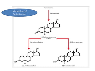 Metabolism of 
Testosterone 
 