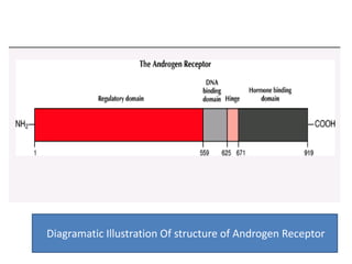 Diagramatic Illustration Of structure of Androgen Receptor 
 