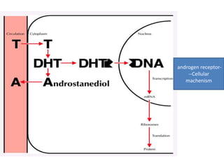 androgen receptor- 
--Cellular 
machenism 
 