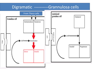 Digramatic ----------Grannulosa cells 
From Theca cells 
 
